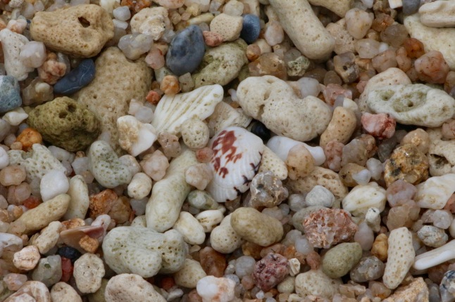 Shells on beach, Koh Samui